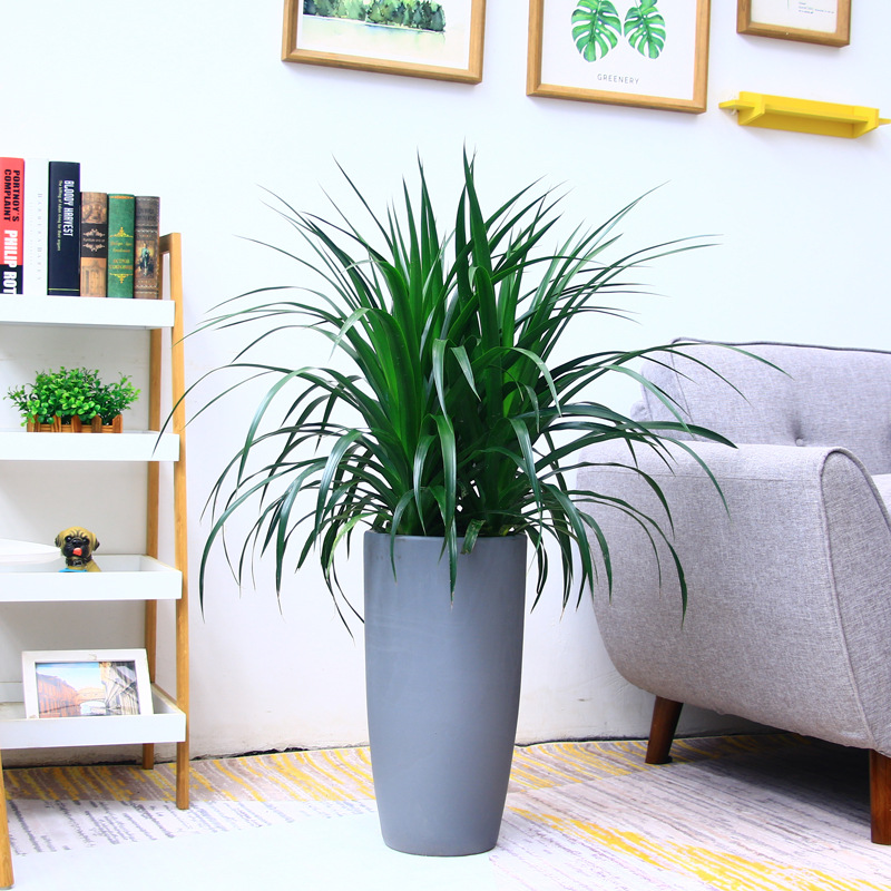 辦公室綠植龍須鐵出租價(jià)格多少錢(qián)？